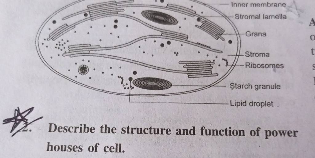 Ștarch granule Lipid droplet Describe the structure and function of power..