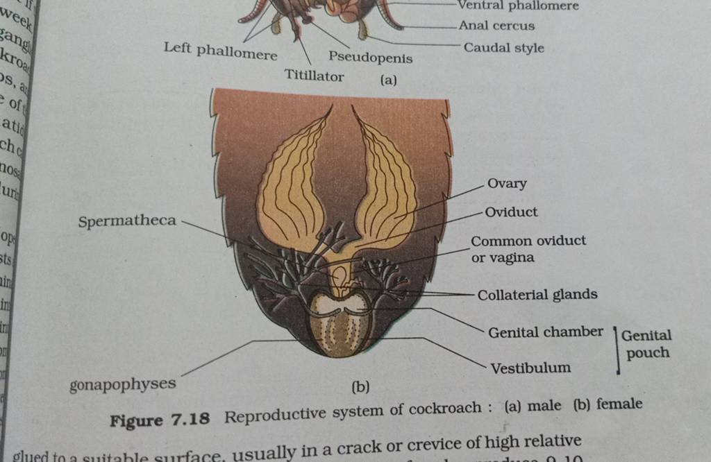 Left phallomere Pseudopenis Caudal style | Filo