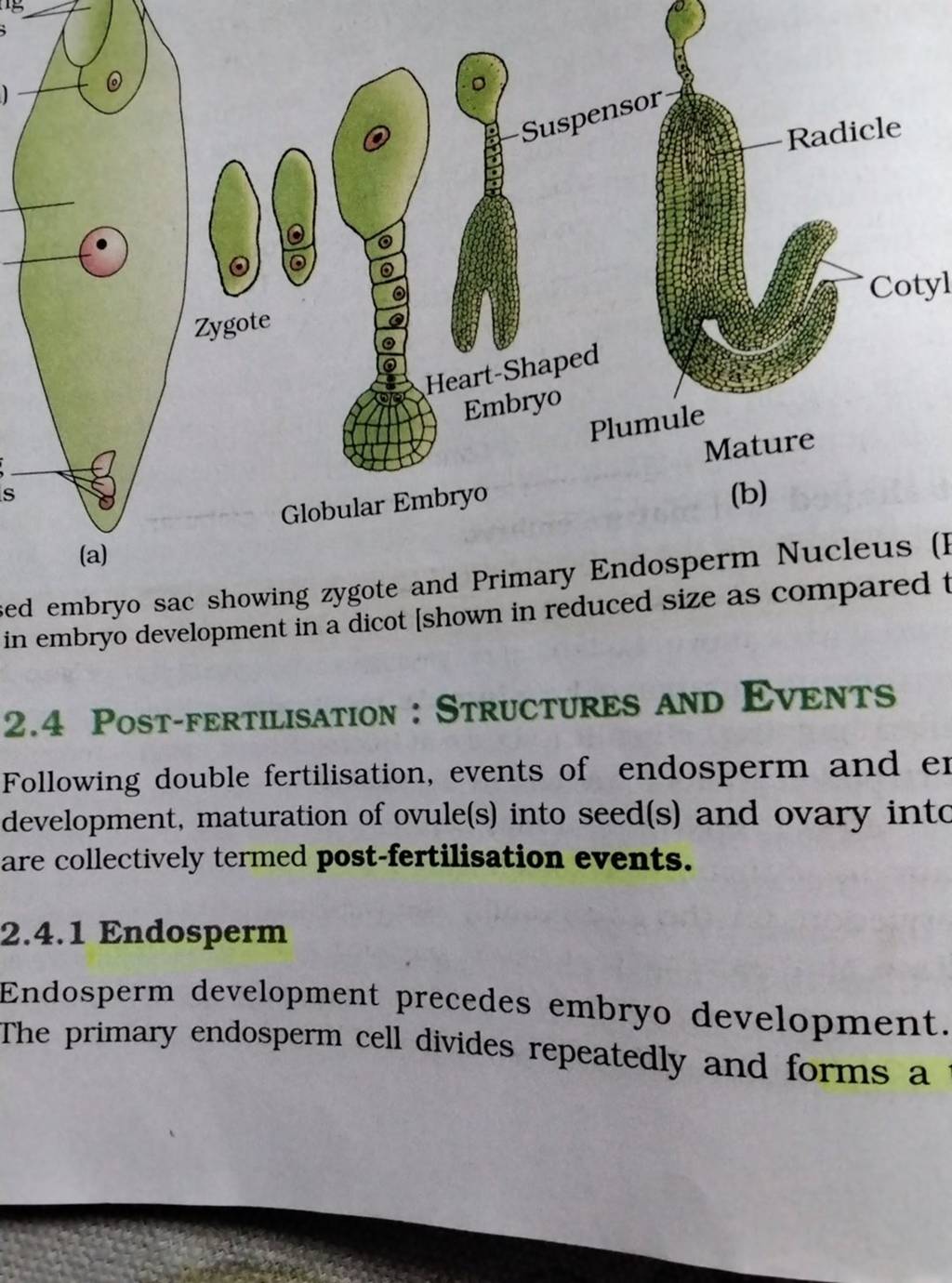 ied embryo sac showing zygote and Primary Endosperm Nucleus (F in embryo