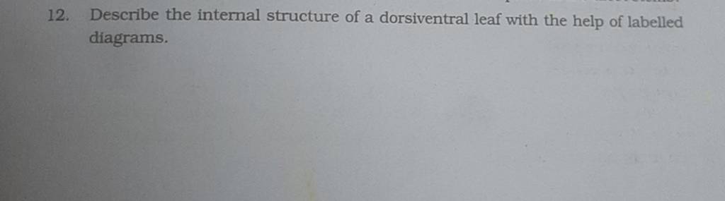 12-describe-the-internal-structure-of-a-dorsiventral-leaf-with-the-help