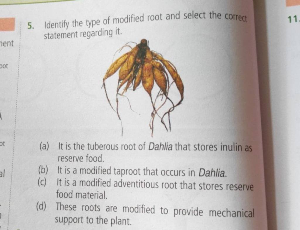 Identify the type of modified root and select the correct statement regar..