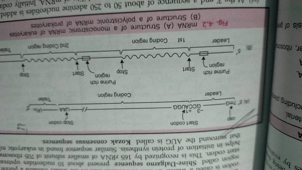 rogion called ShineDalgarno sequence present about 10 nucleotides upstre..