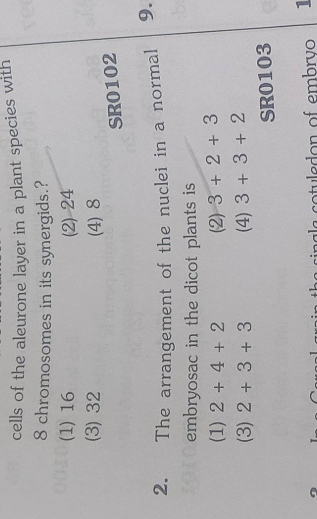cells of the aleurone layer in a plant species with 8 chromosomes in its