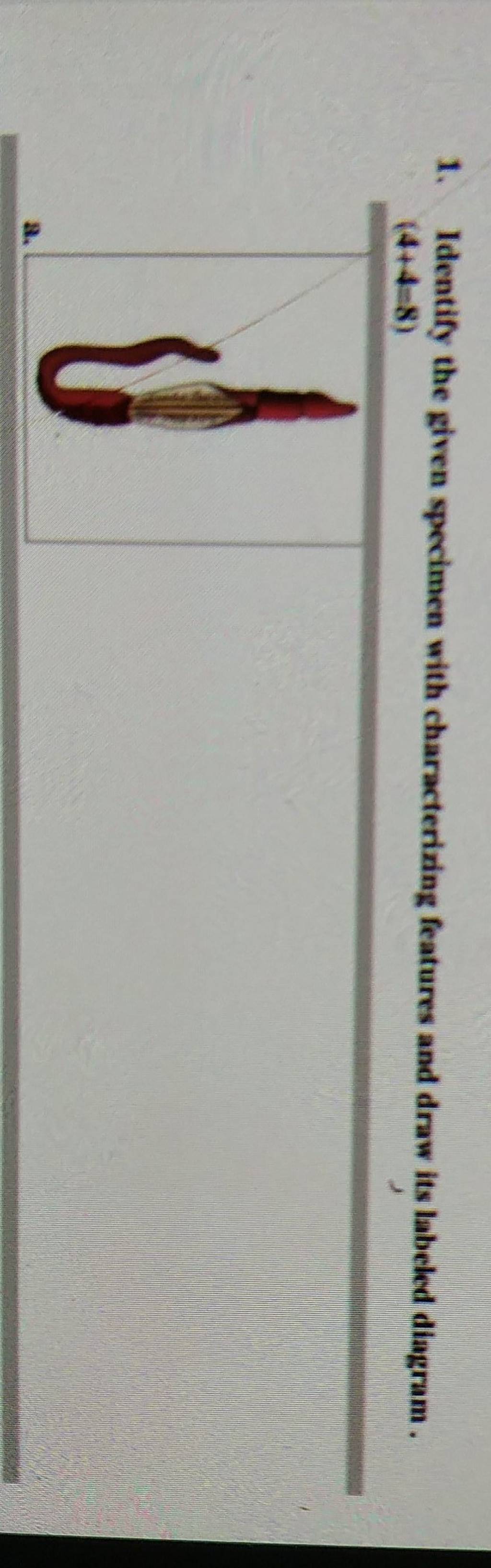 1. Identify the given specimen with characterixing features and draw its