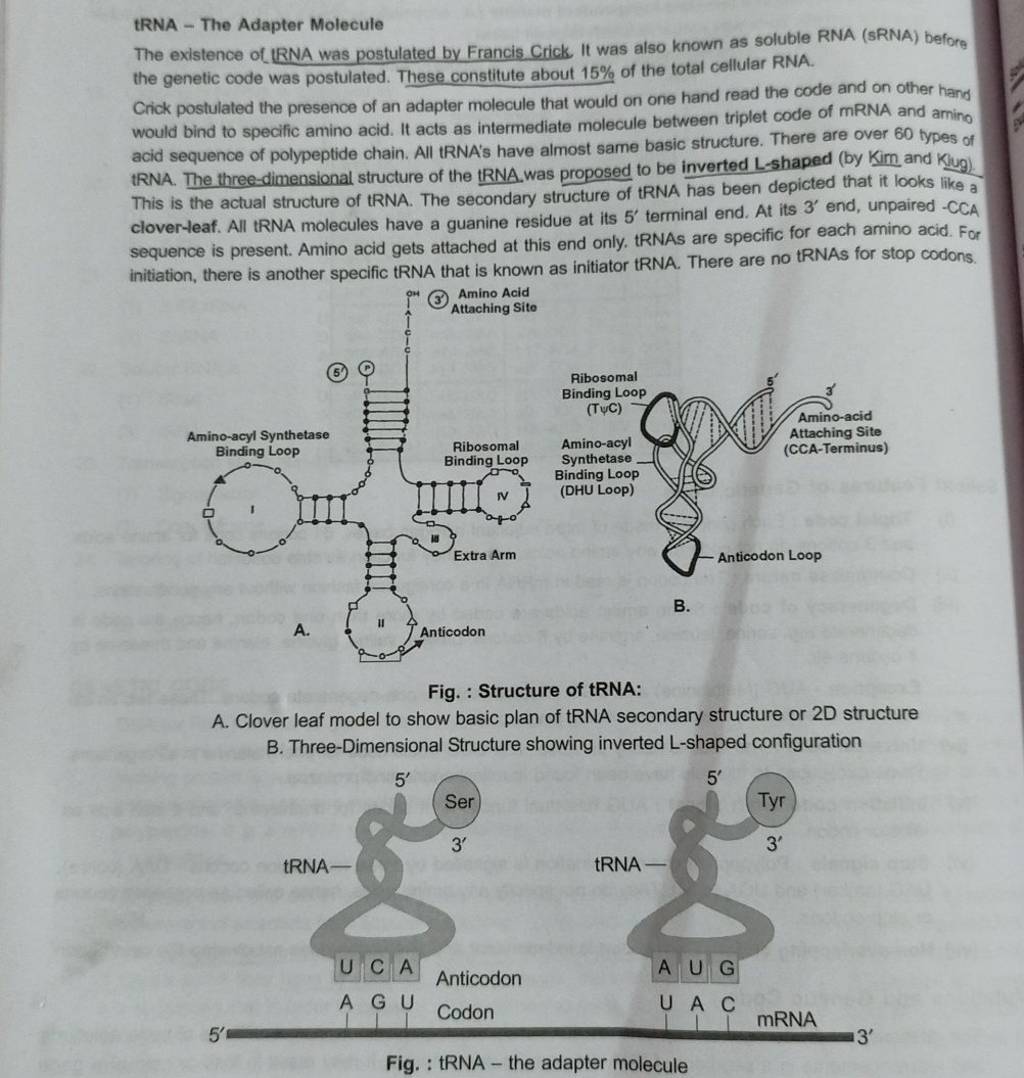 tRNA The Adapter Molecule The existence of IRNA was postulated by Franc..