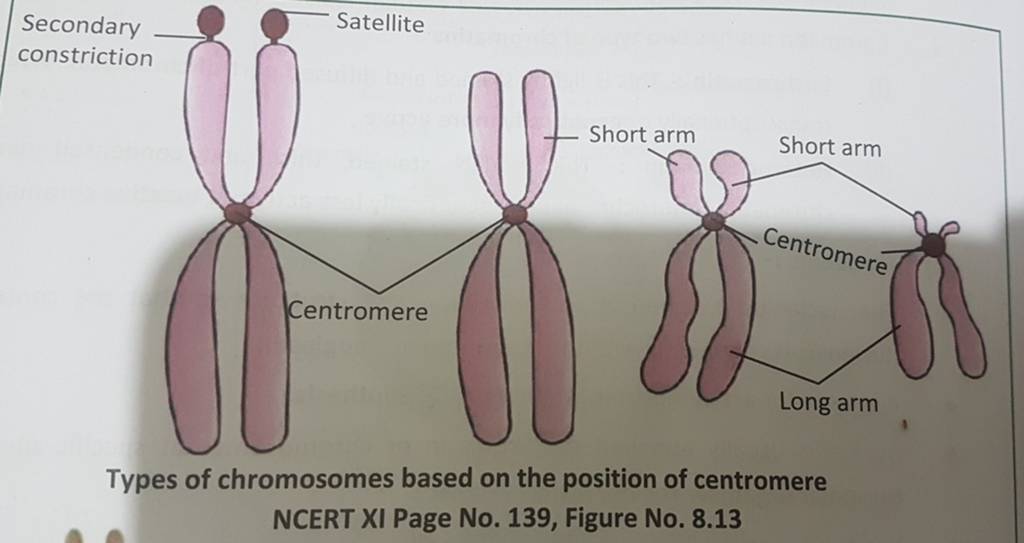 secondary-constriction-satellite-types-of-chromosomes-based-on-the-positi