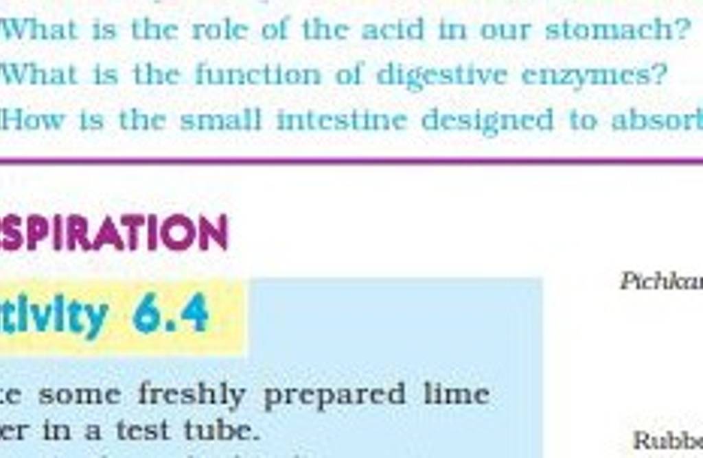 What Is The Role Of The Acid In Our Stomach What Is The Function Of Dige What Is The Role Of The Acid In Our Stomach What Is The Function Of Dige