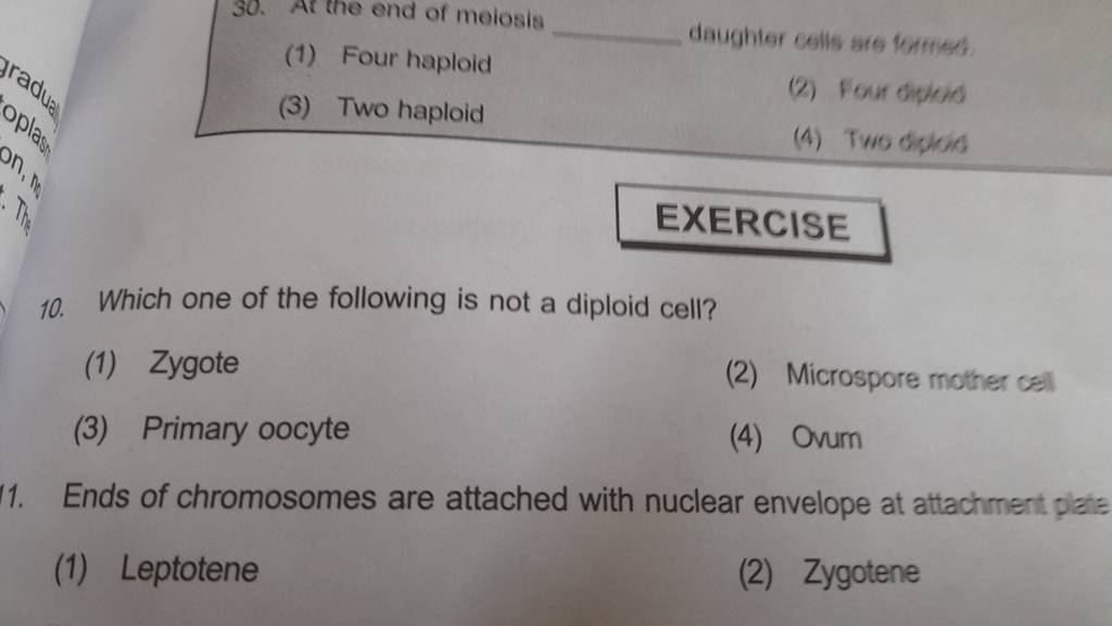 EXERCISE 10. Which one of the following is not a diploid cell?