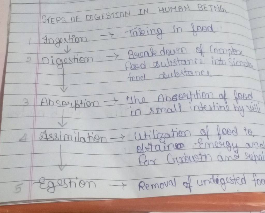 Digestion In Human Being