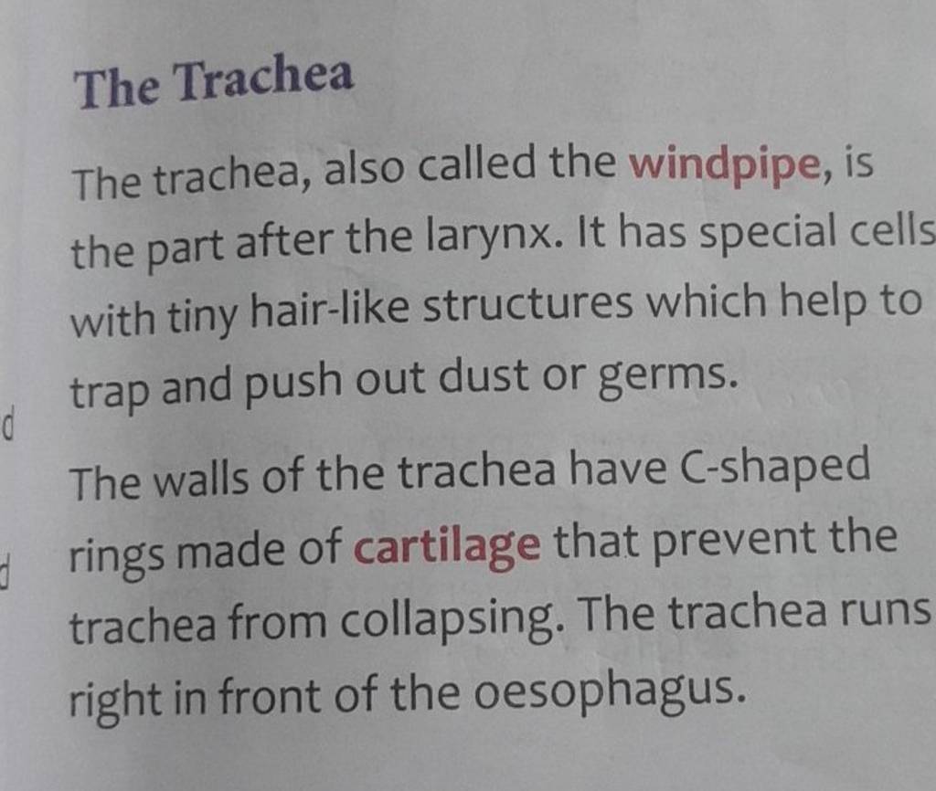 The Trachea The trachea, also called the windpipe, is the part after the
