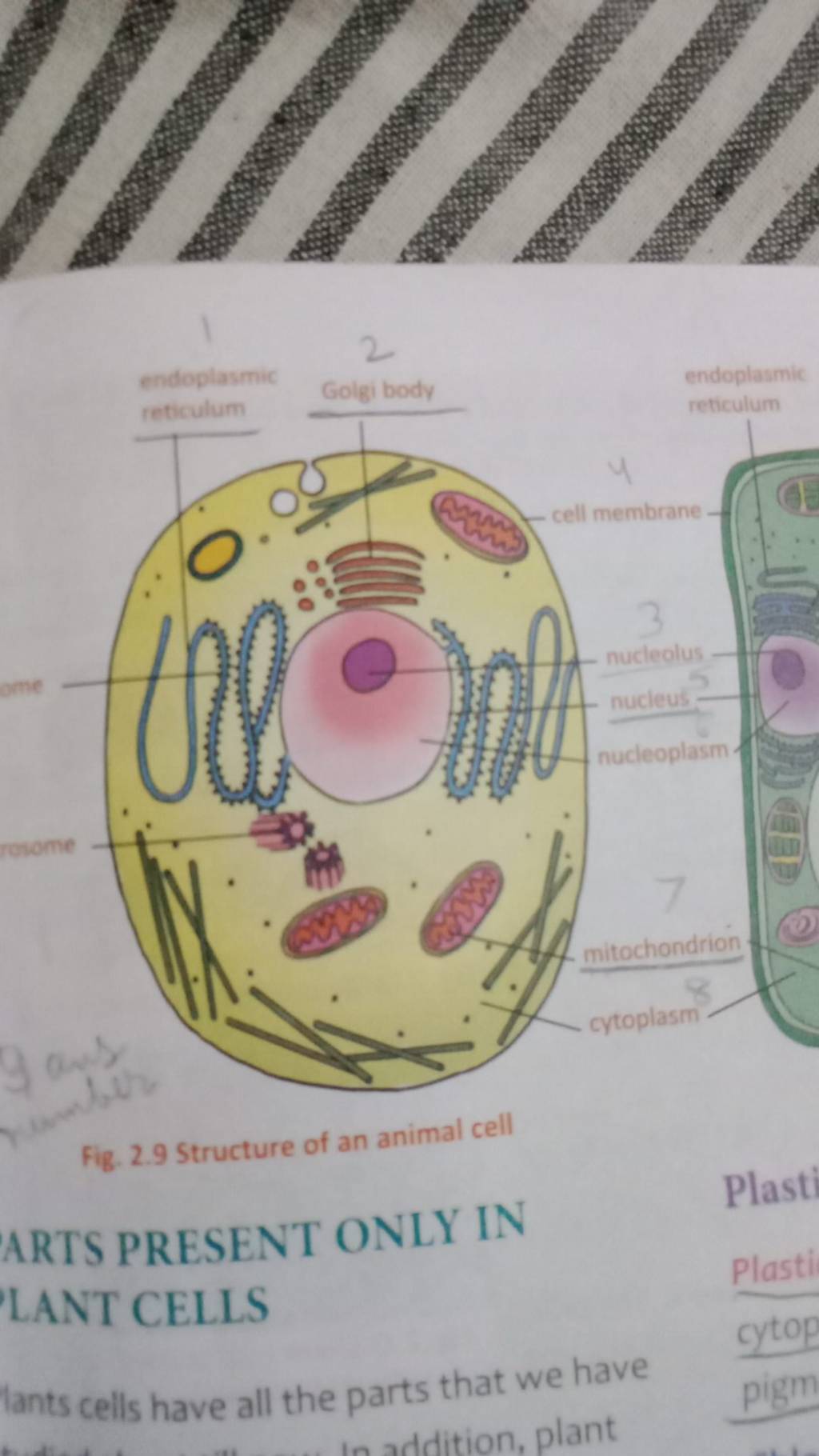 Fig. 2.9 Structure of an animal cell ARTS PRESENT ONLY IN LANT CELLS lant..