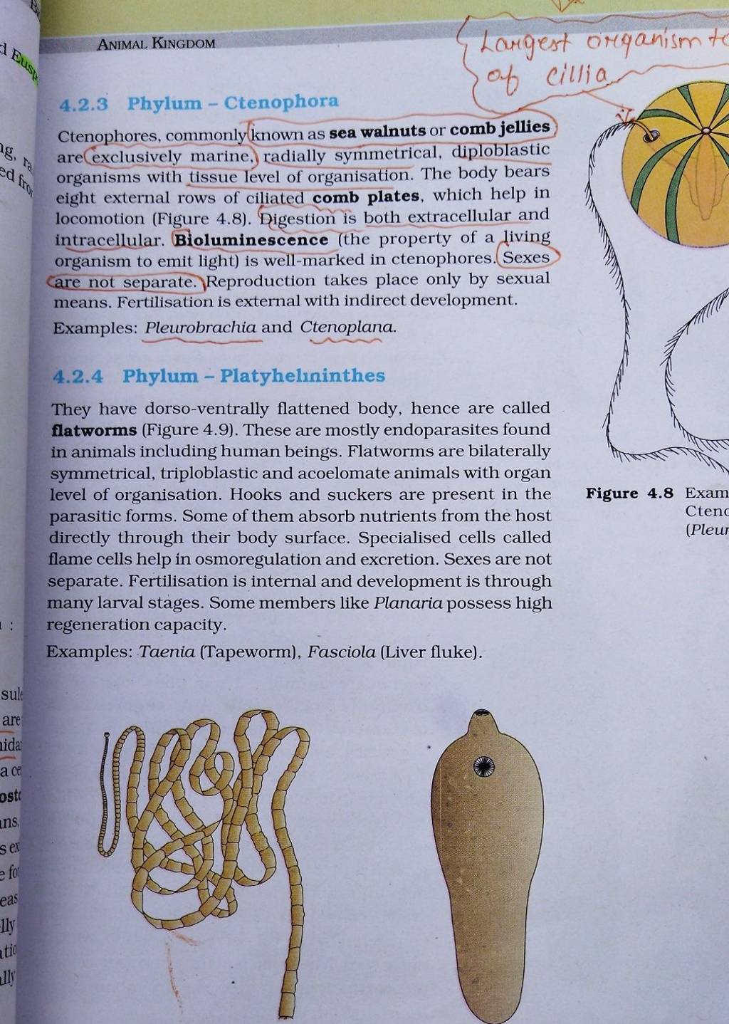 4-2-3-phylum-ctenophora-ctenophores-commonly-known-as-sea-walnuts-or-c