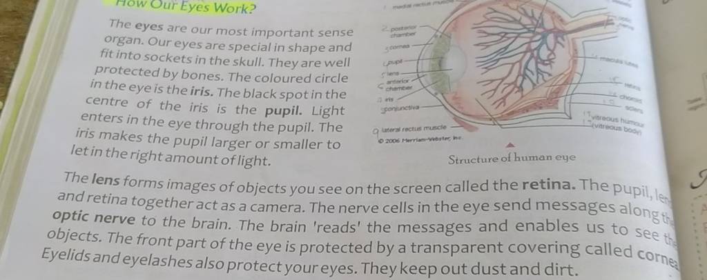 the-eyes-are-our-most-important-sense-organ-our-eyes-are-special-in-shap