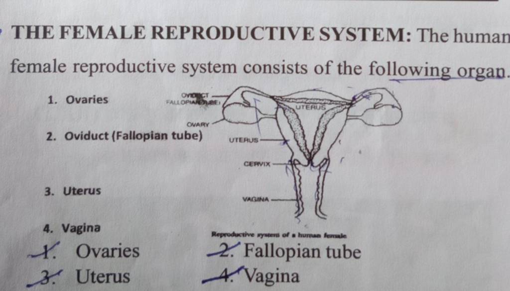 THE FEMALE REPRODUCTIVE SYSTEM: The human female reproductive system cons..