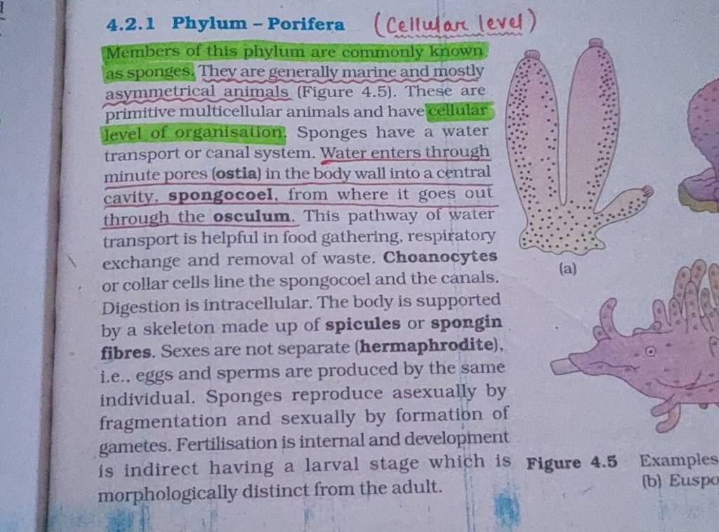 4.2.1 PhylumPorifera (Cellular level) Members of this phylum are commonl..