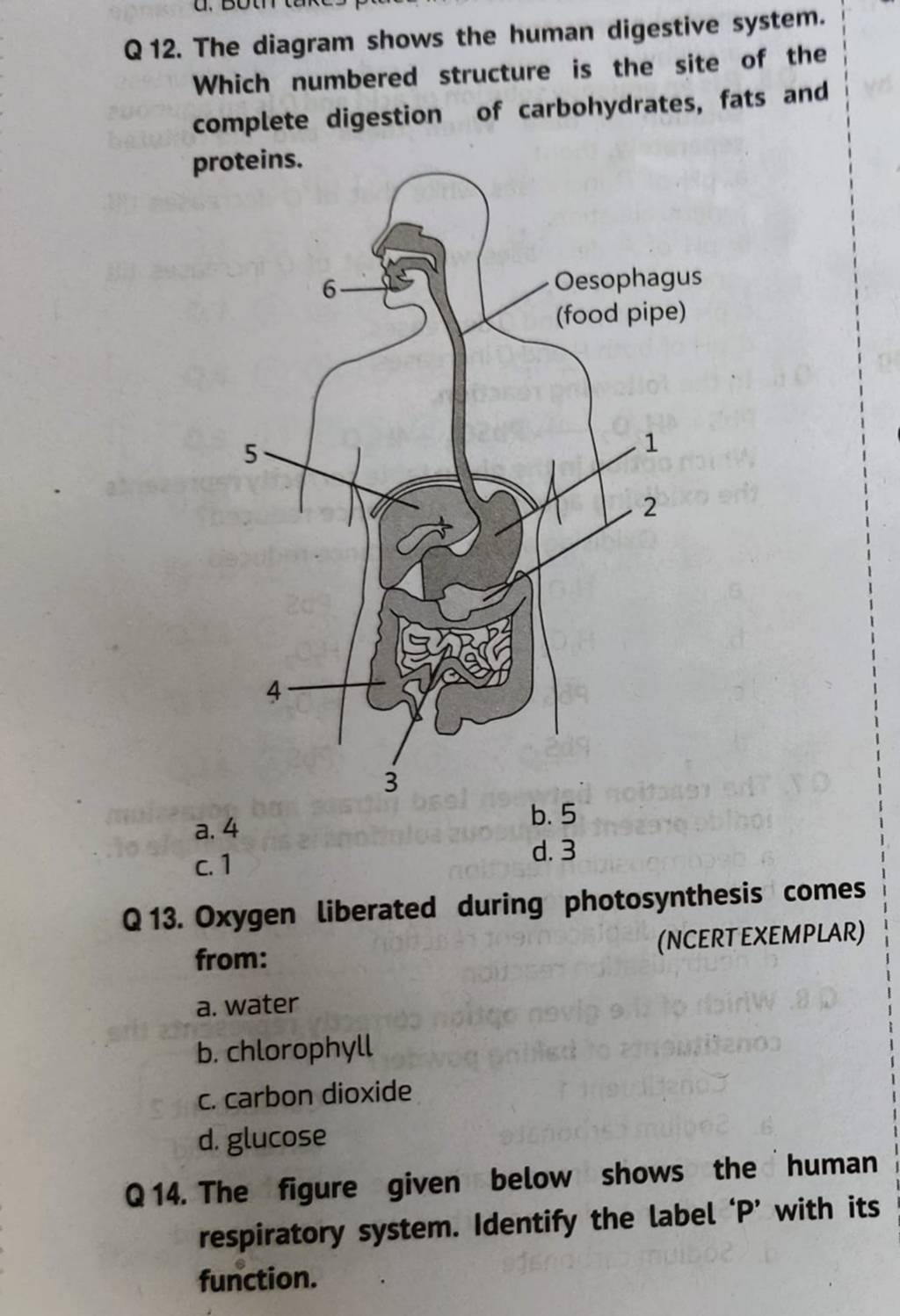 Q 13 Oxygen Liberated During Photosynthesis Comes From NCERTEXEMPLAR q-13-oxygen-liberated-during-photosynthesis-comes-from-ncertexemplar