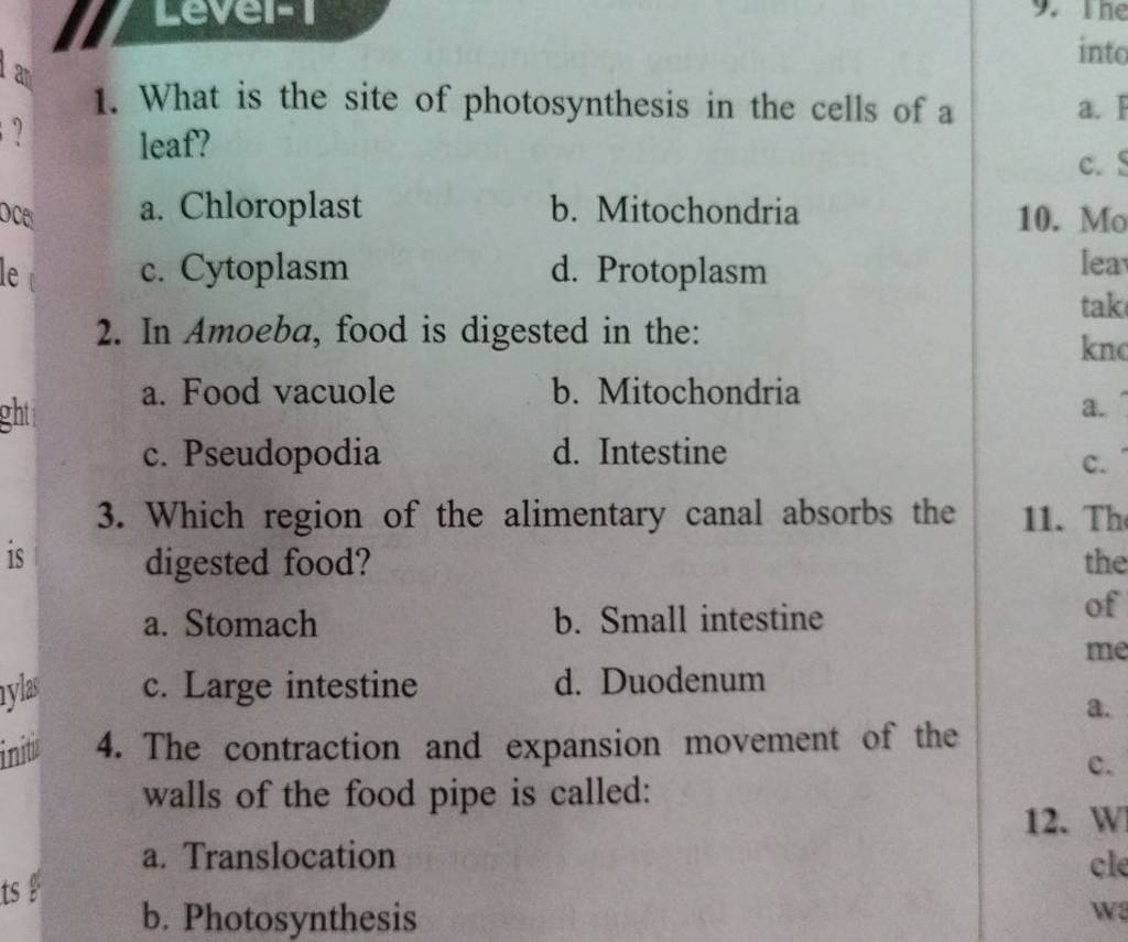 What is the site of photosynthesis in the cells of a leaf filo