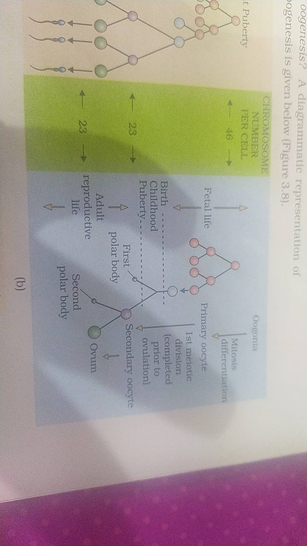 Oogenesis A Diagrammatic Representation Of Ogenesis Is Given Below Figu