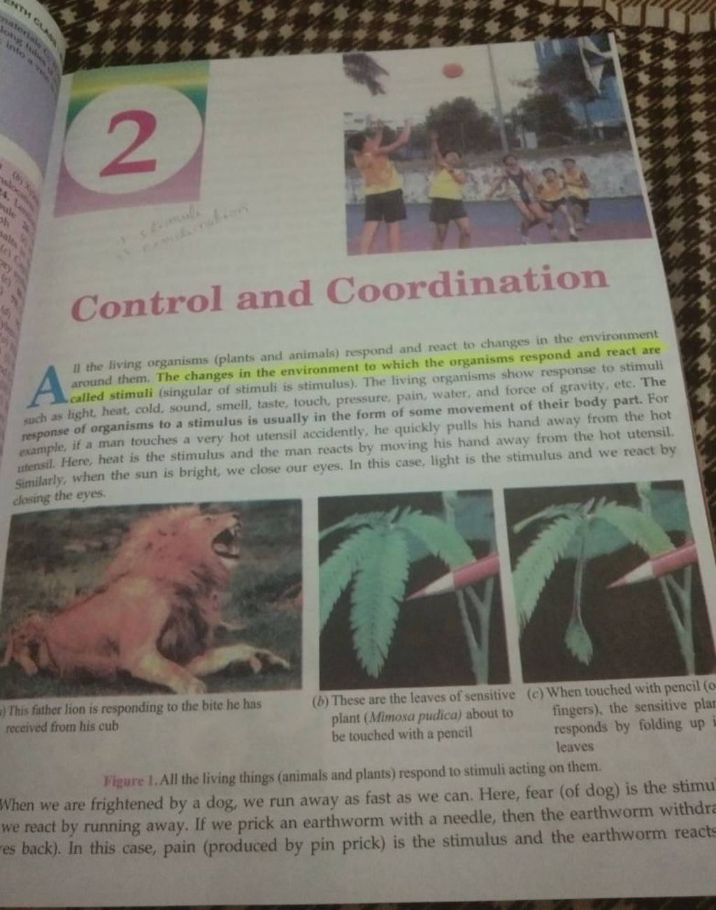 Control and Coordination II the living organisms (plants and animals) res.. Control and Coordination II the living organisms (plants and animals) res..