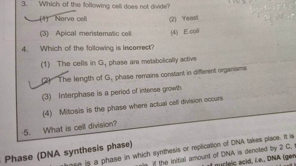 Which of the following cell does not divide?