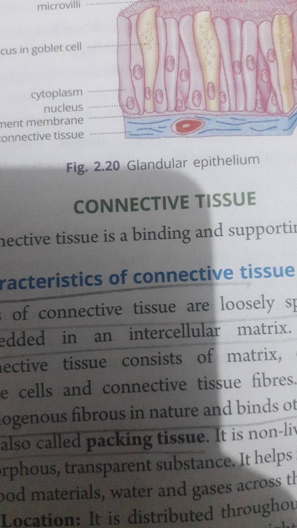 Fig. 2.20 Glandular epithelium CONNECTIVE TISSUE hective tissue is a bind..