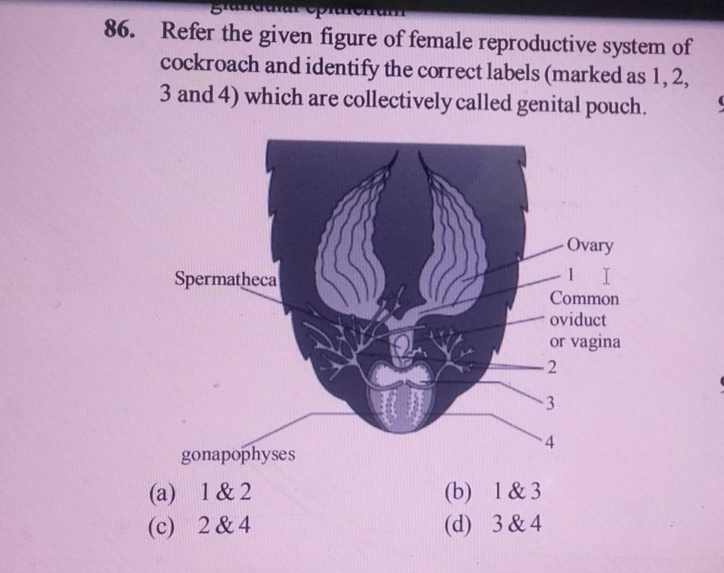 Refer the given figure of female reproductive system of cockroach and ide..