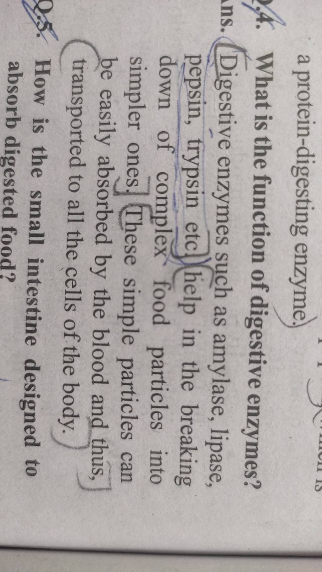 a proteindigesting enzyme. 4. What is the function of digestive enzymes?..