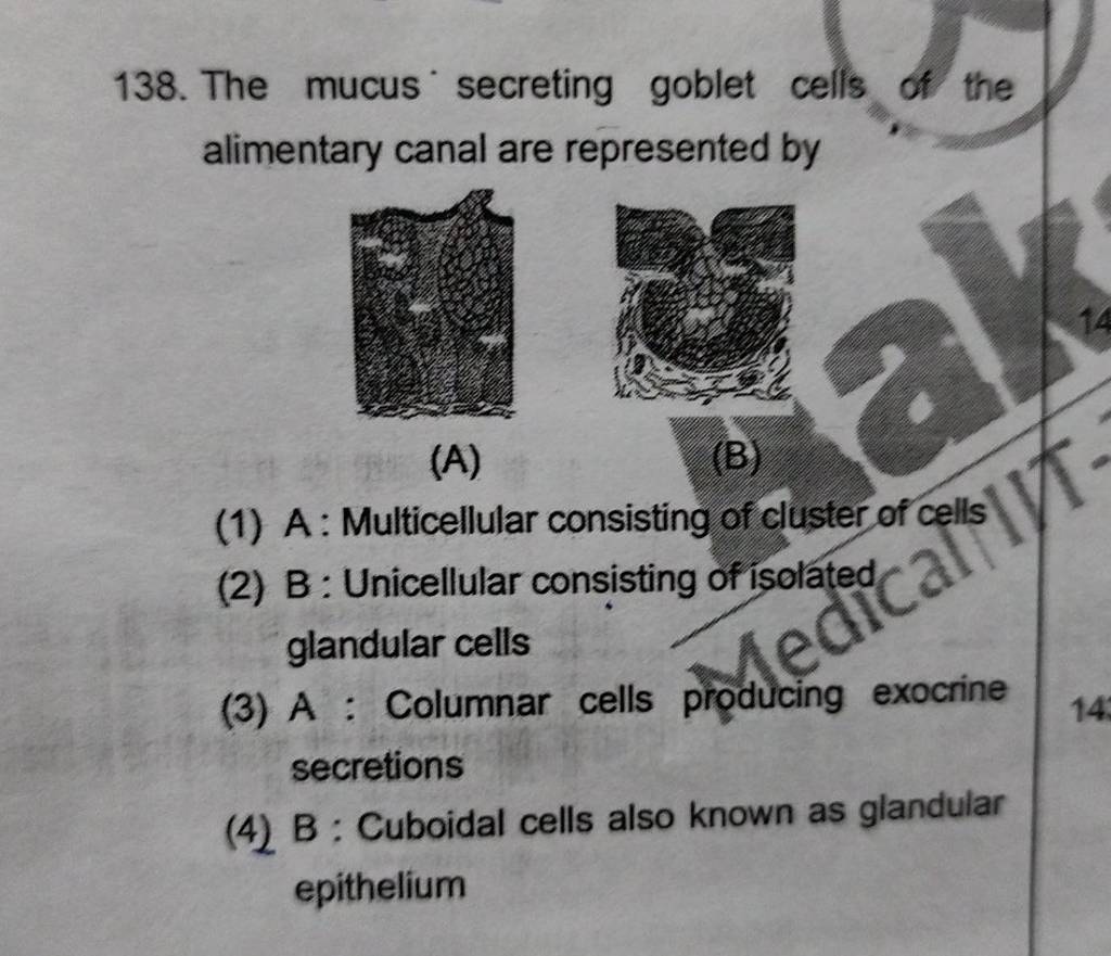 The mucus' secreting goblet cells of the alimentary canal are represented..