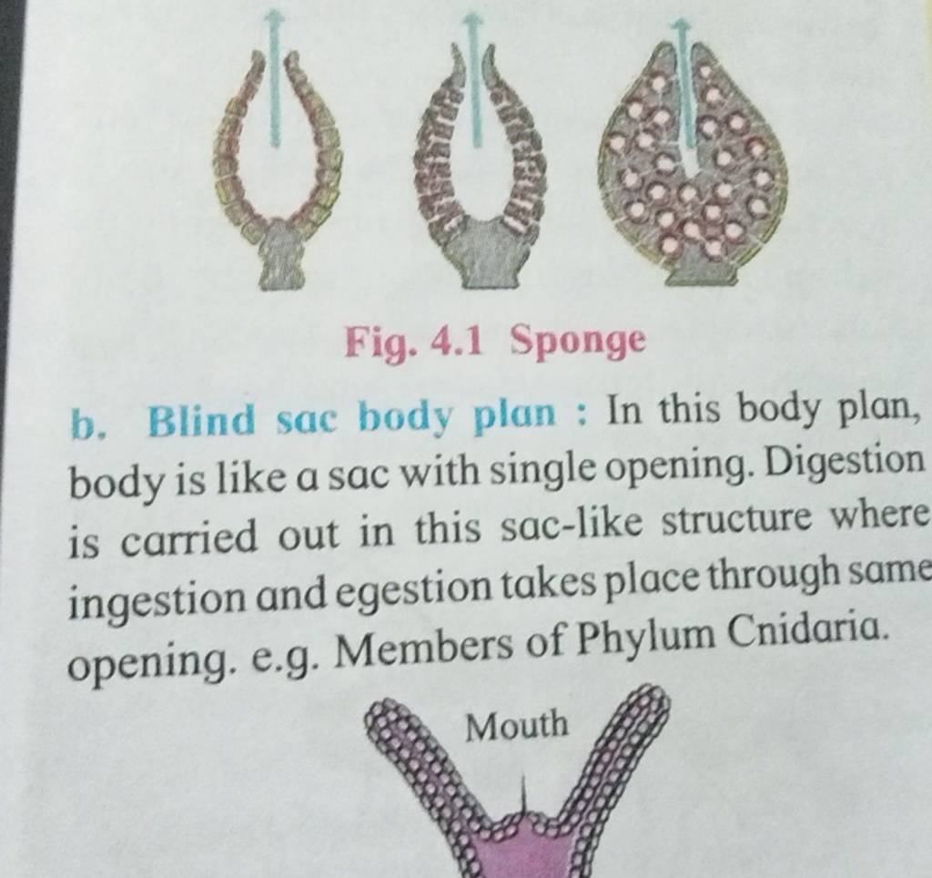Fig. 4.1 Sponge b. Blind sac body plan In this body plan, body is like