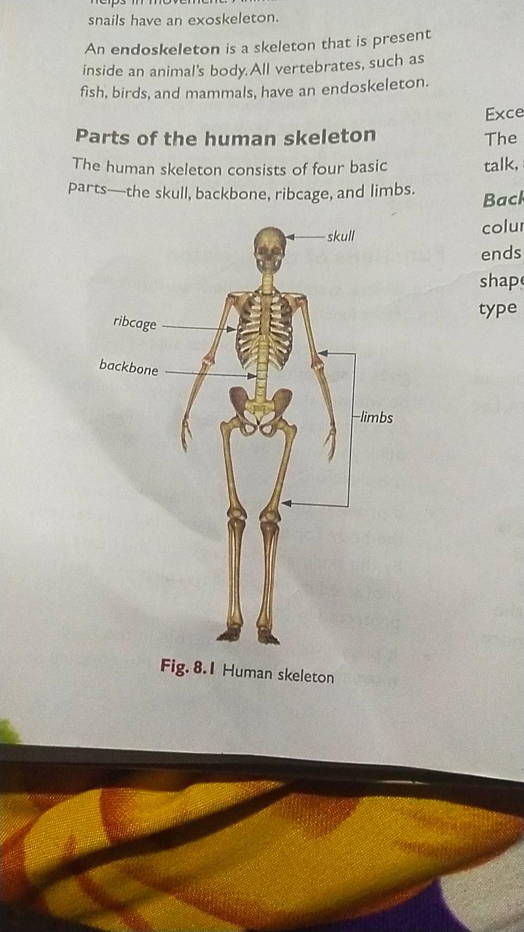 snails have an exoskeleton. An endoskeleton is a skeleton that is present..