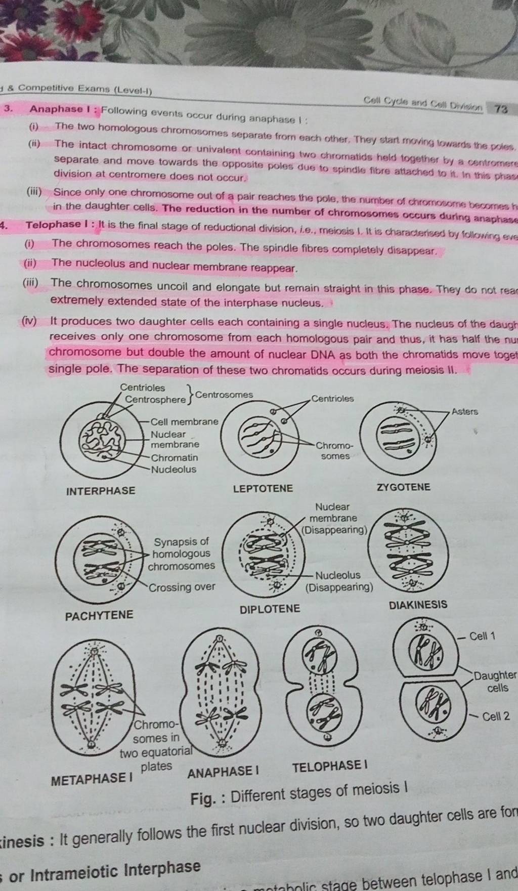 Telophase I: It is the final stage of reductional division, i.e., meiosis..