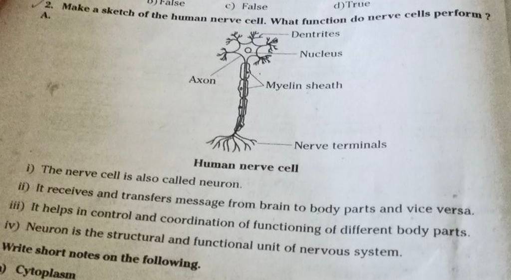 Make a sketch of the human nerve cell. What function do nerve cells pe