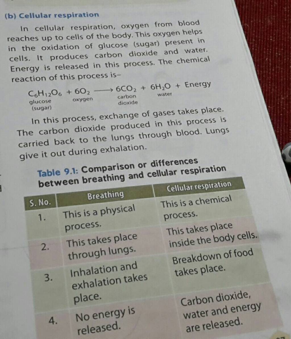 (b) Cellular Respiration In Cellular Respiration, Oxygen From Blood Reach..