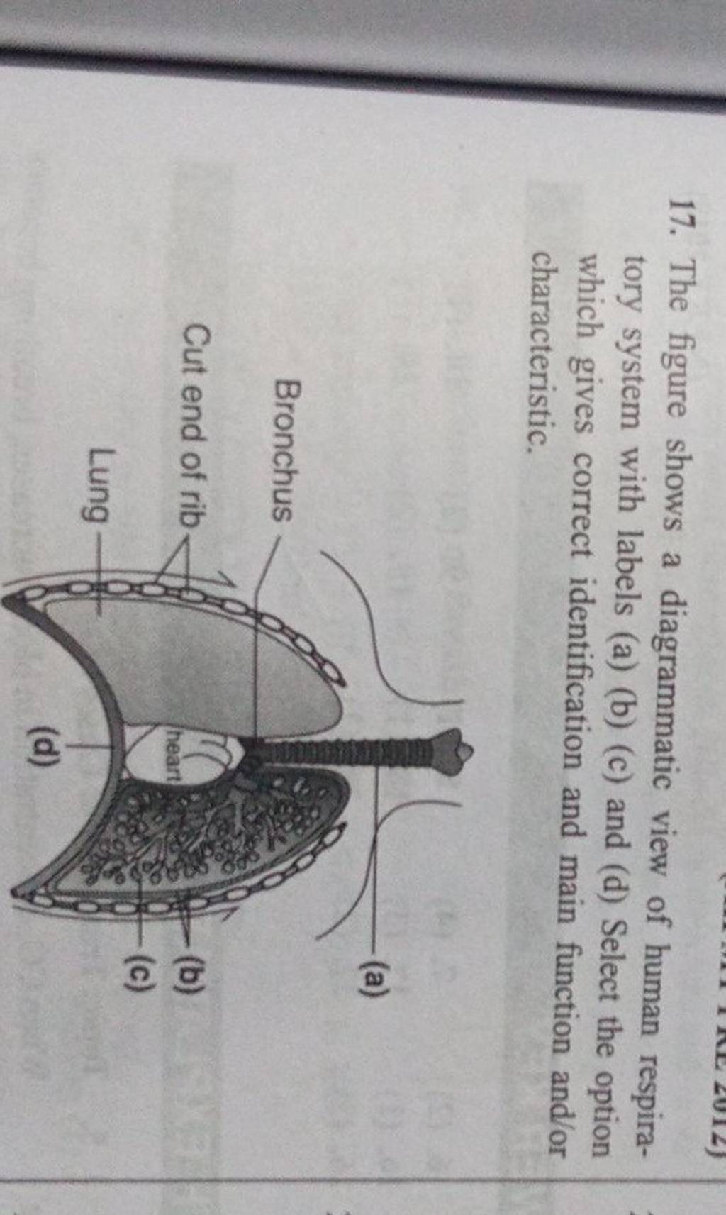 17. The Figure Shows A Diagrammatic View Of Human Respiratory System With..