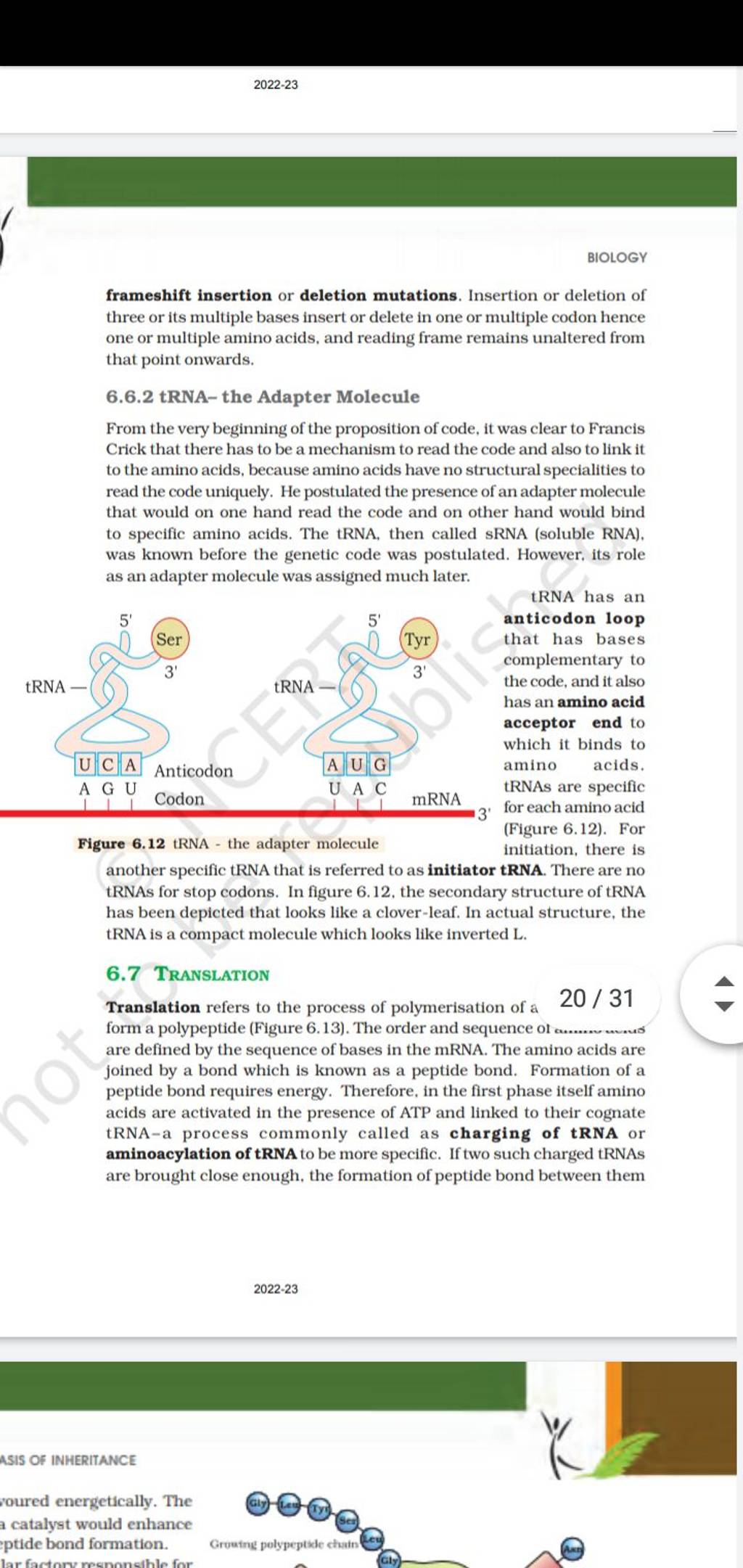 202223 BIOLOGY frameshift insertion or deletion mutations. Insertion or