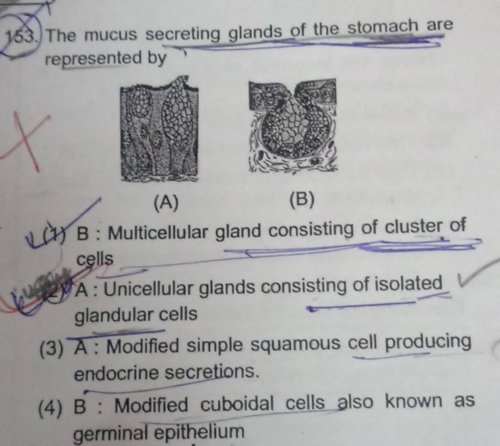 A Unicellular glands consisting of isolated glandular cells Filo