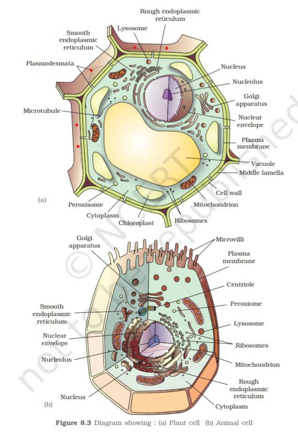 Rough endoplasmic Figure  Diagram showing : (a) Plant cell (b) Animal ..