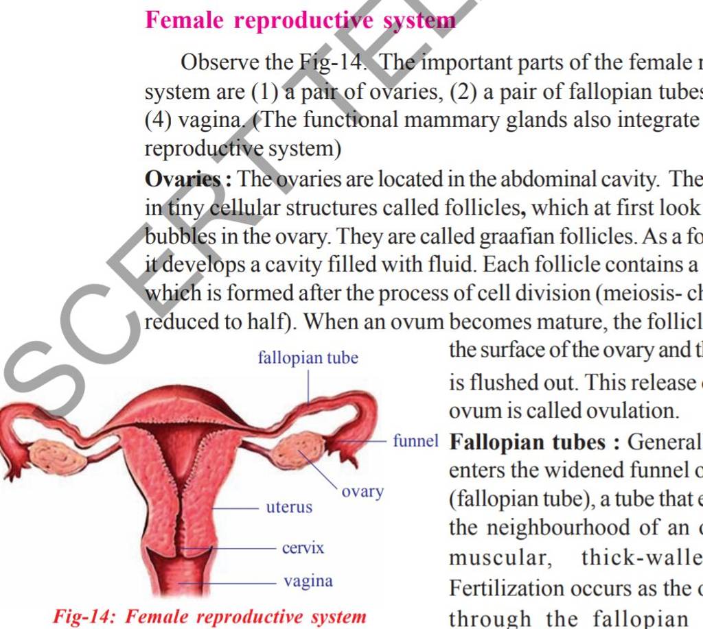 Female reproductive system Observe the Fig-14. The important parts of the..