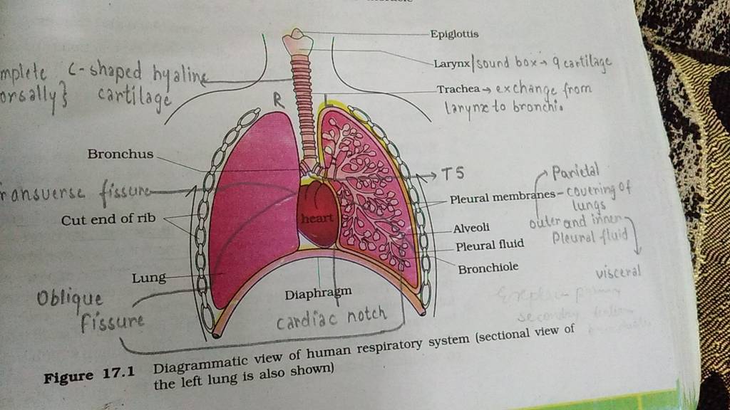 Figure 17.1 Diagrammatic view of human respiratory system (sectional view..