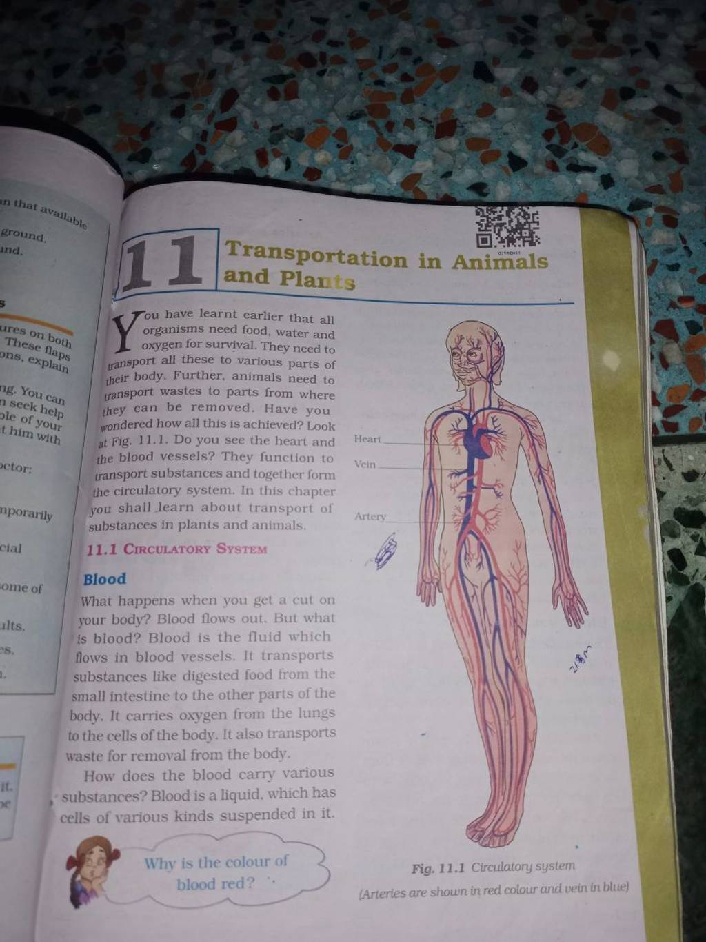 What happens when you get a cut on your body? Blood flows out. But what i..