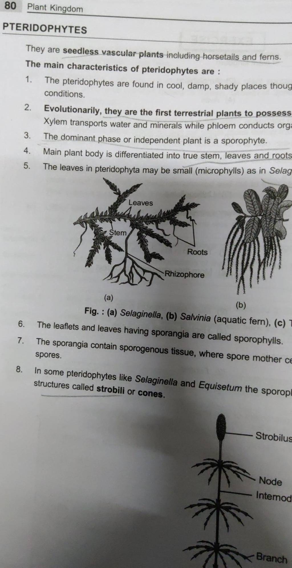 (b) Fig. : (a) Selaginella, (b) Salvinia (aquatic fern), (c) | Filo