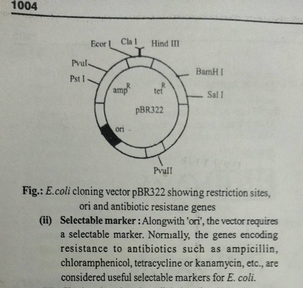 1004-fig-e-coli-cloning-vector-pbr322-showing-restriction-sites-ori-an
