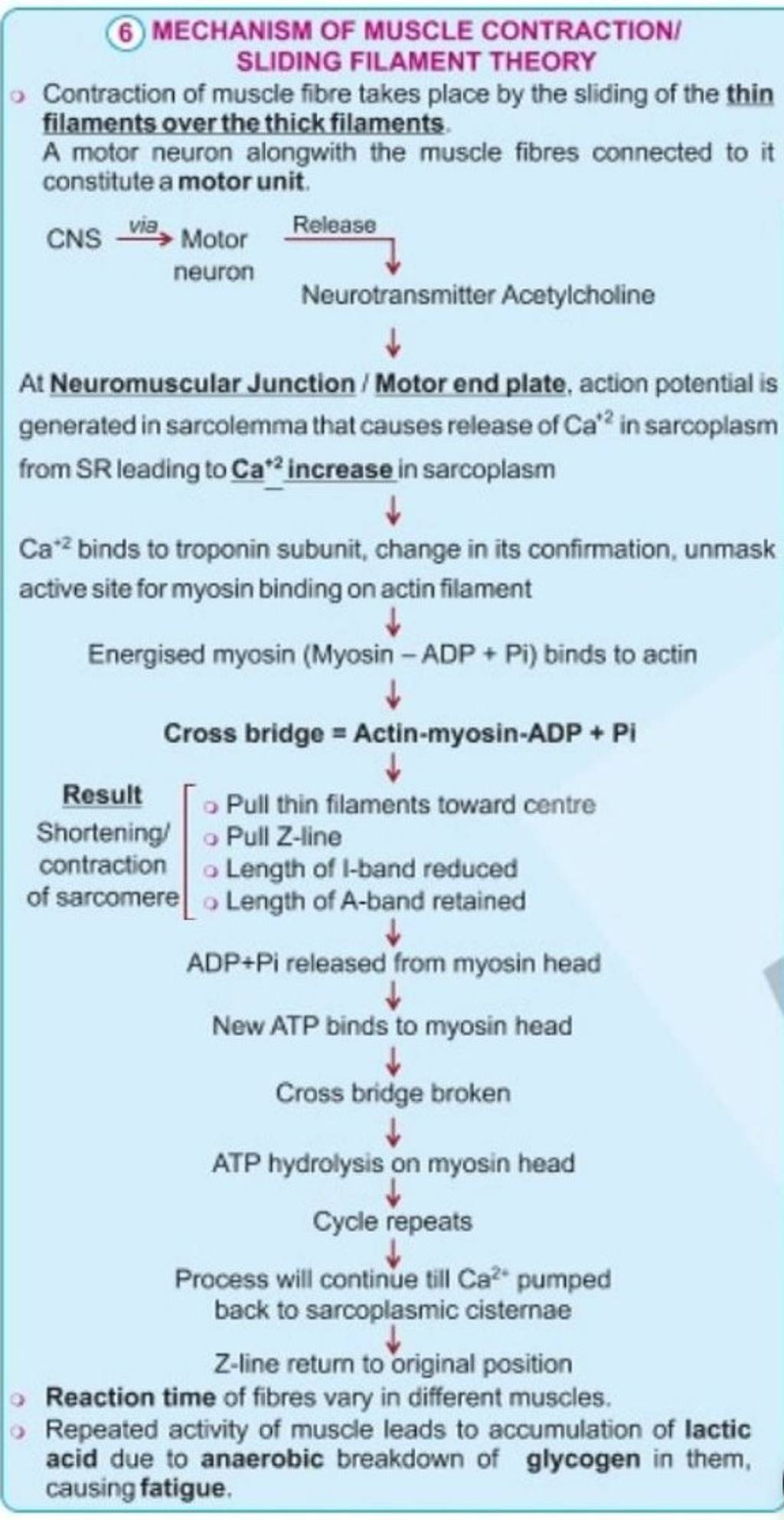 (6) MECHANISM OF MUSCLE CONTRACTION/ SLIDING FILAMENT THEORY Contraction