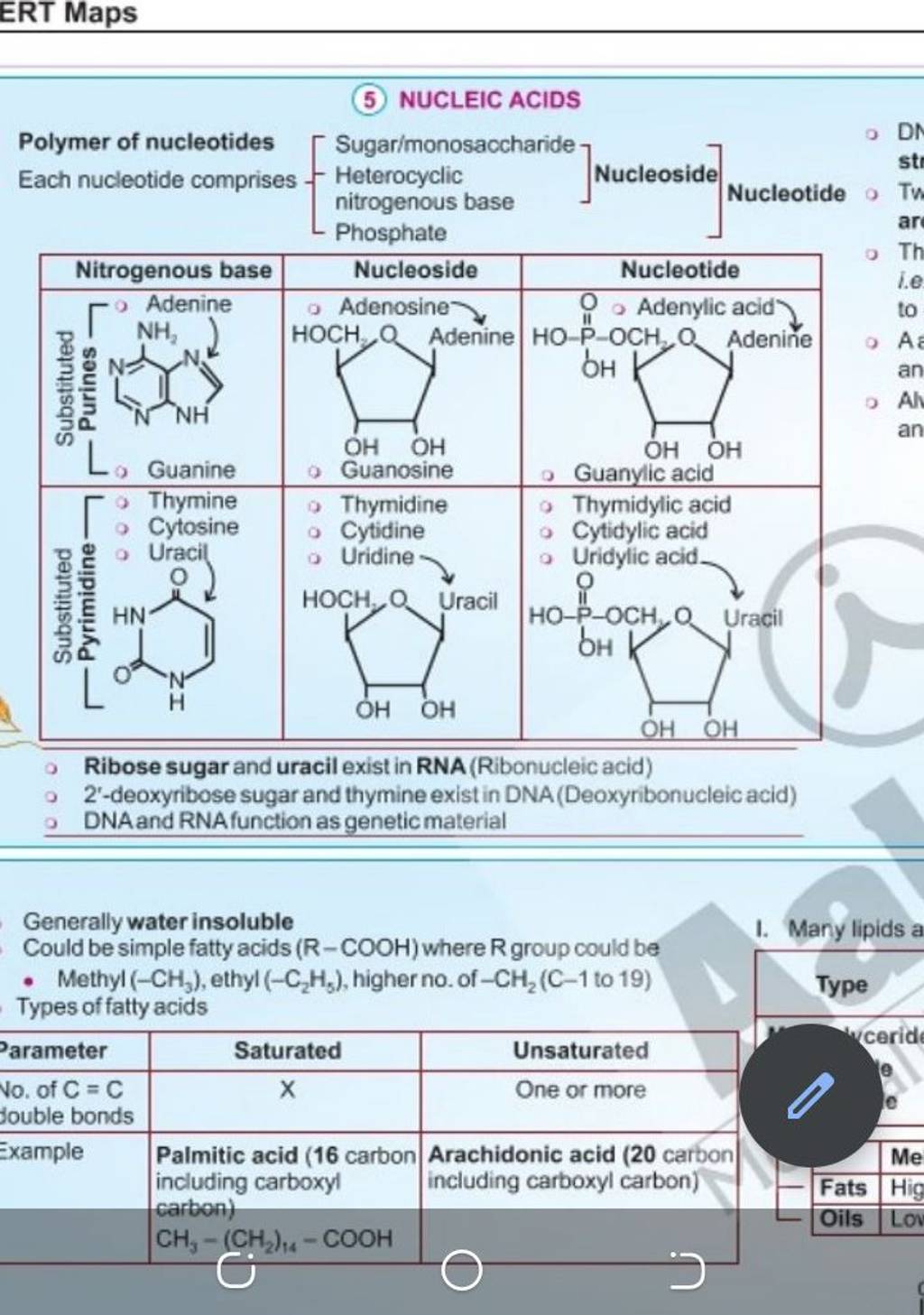 ERT Maps Ribose sugar and uracil exist in RNA(Ribonucleic acid) 2'deoxyr..