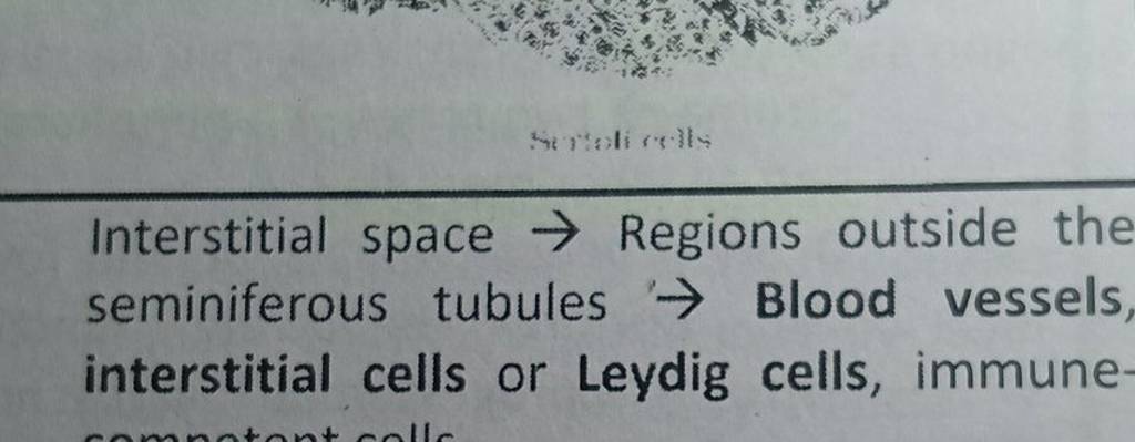 Interstitial space → Regions outside the seminiferous tubules → Blood ves..