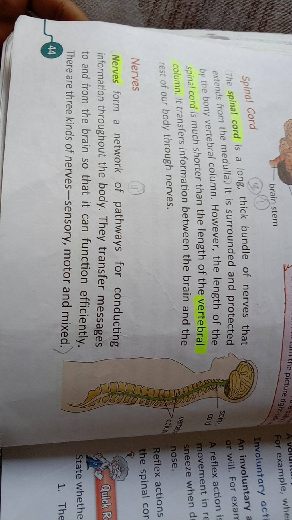 thick bundle of nerves is called