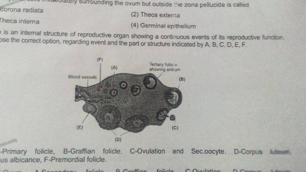 Eorona radiata (2) Theca externa Theca interna (4) Germinal epithelium is..