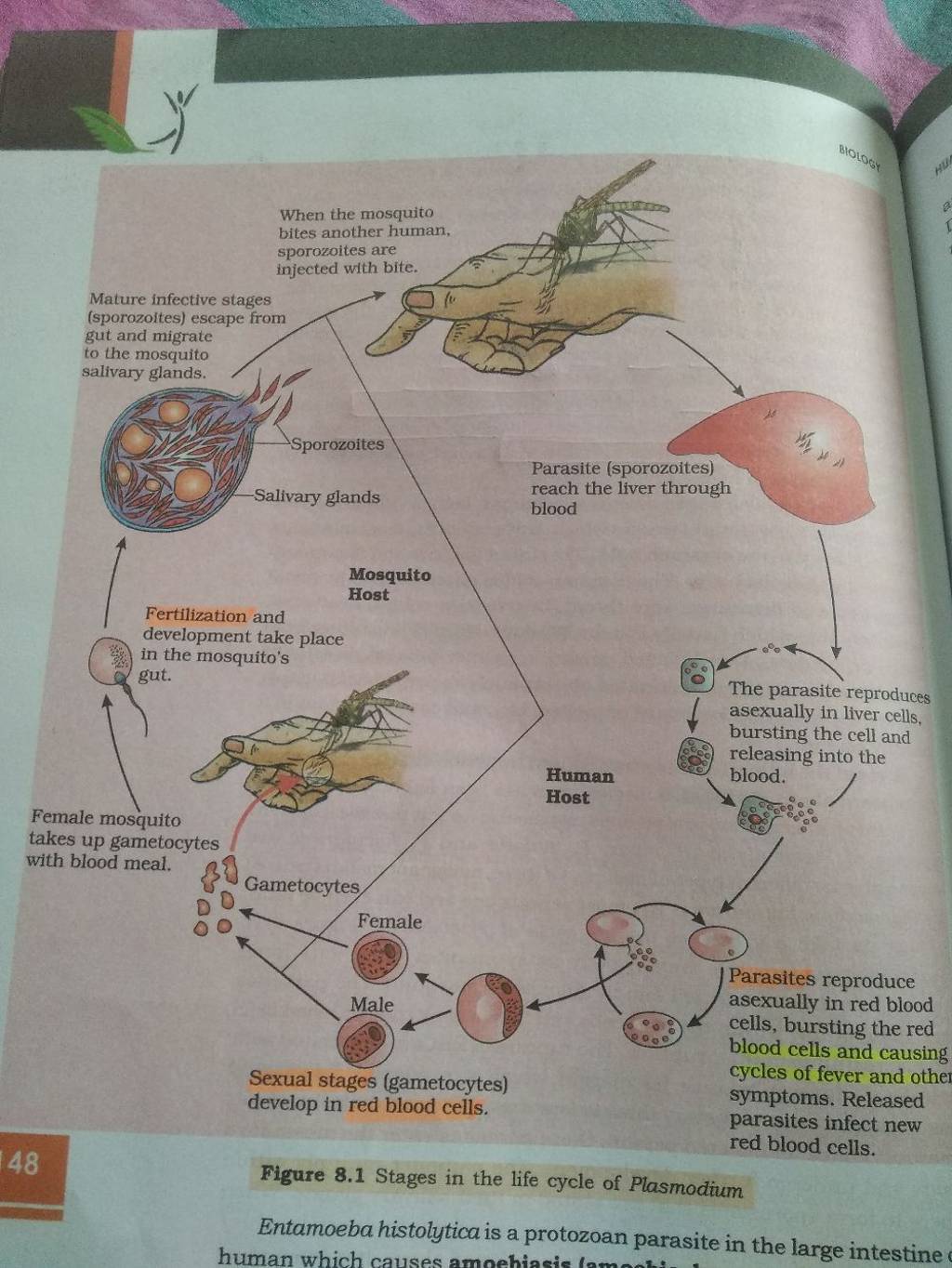 Figure 81 Stages In The Life Cycle Of Plasmodium Entamoeba Histolytica I 3862