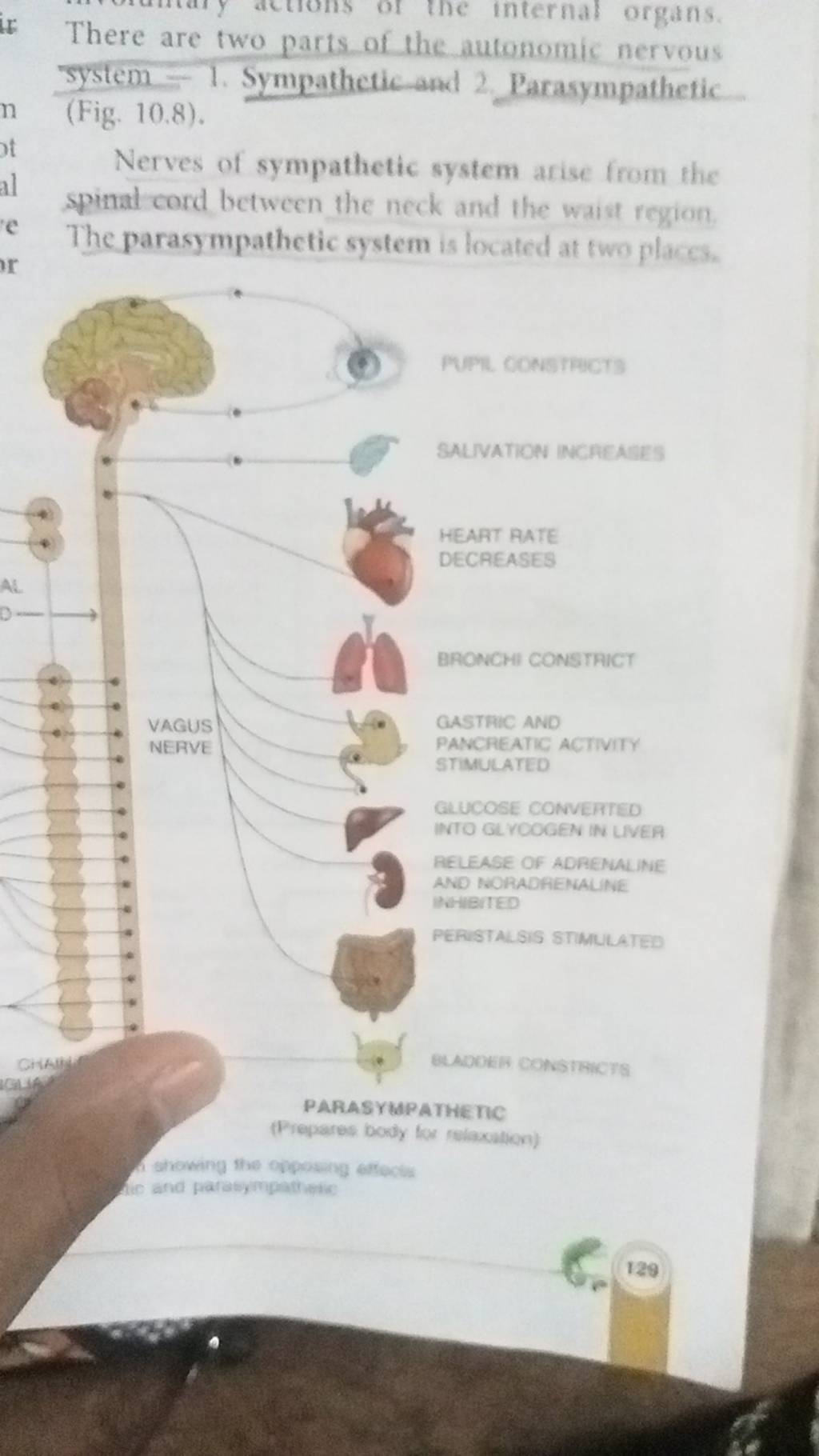 autonomic-nervous-system-introduction-types-dysfunction