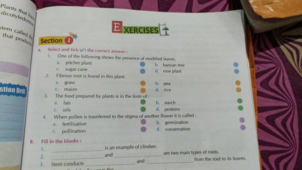 The food prepared by plants is in the form of Filo